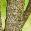 Image of Henry anise tree