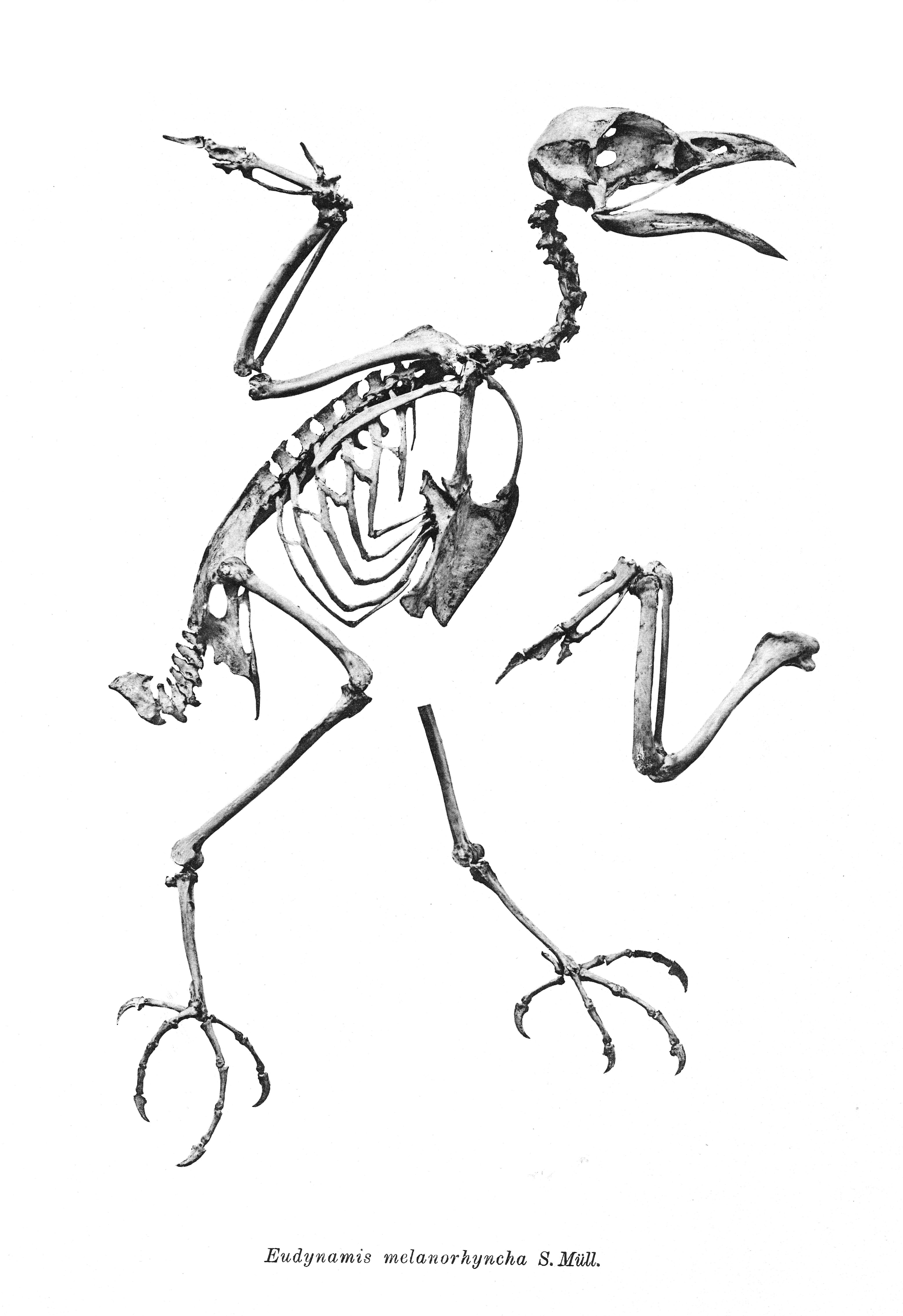 Eudynamys melanorhynchus Müller & S 1843的圖片