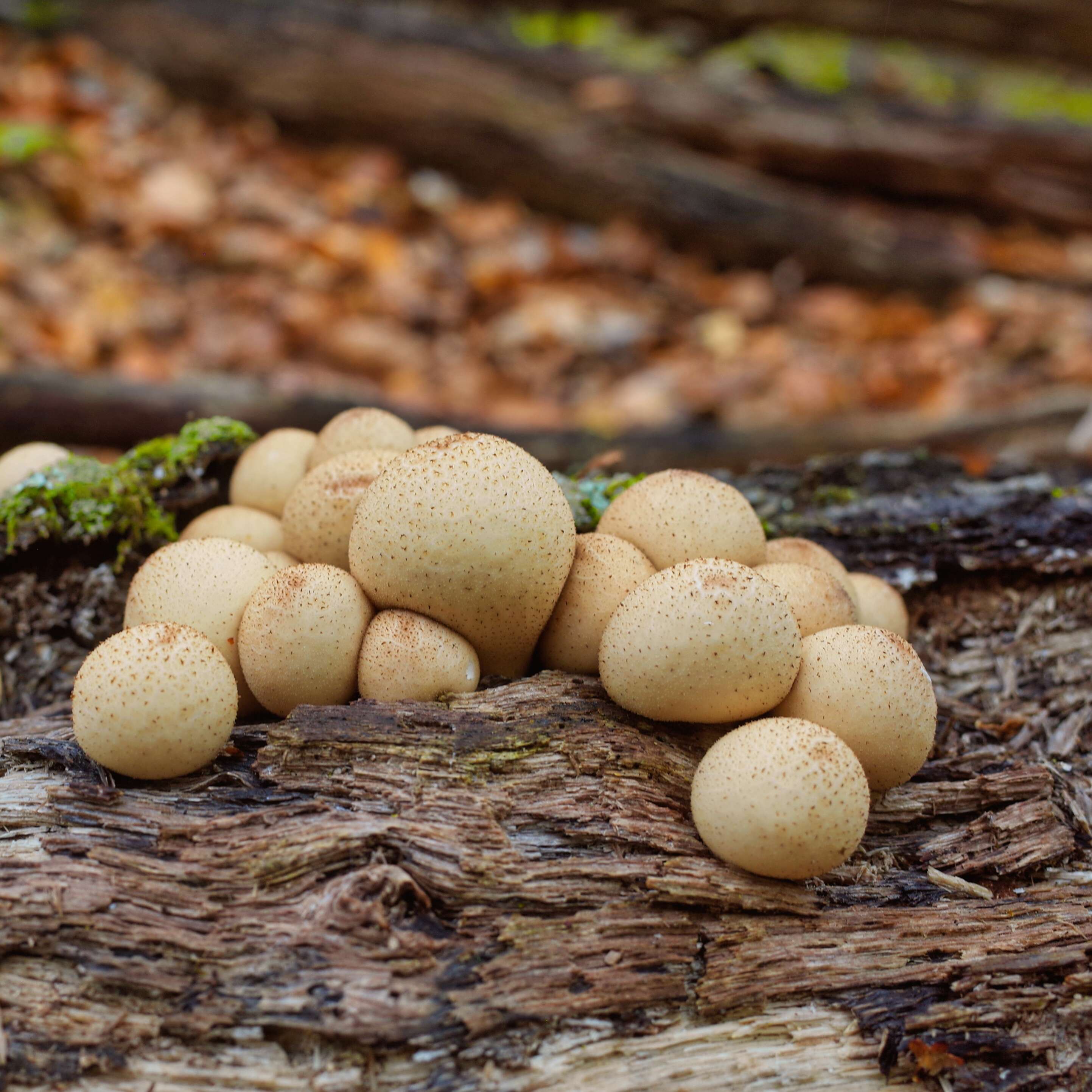 Imagem de Lycoperdon pyriforme Schaeff. 1774