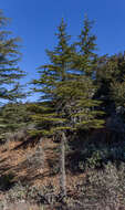 Image of Cyprus Cedar