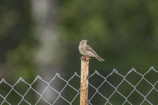 Imagem de Anthus pratensis (Linnaeus 1758)