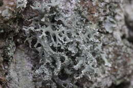 Image of ring lichen