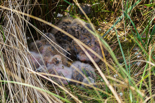 Image de Hibou des marais