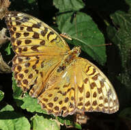 Imagem de Argynnis paphia Linnaeus 1758