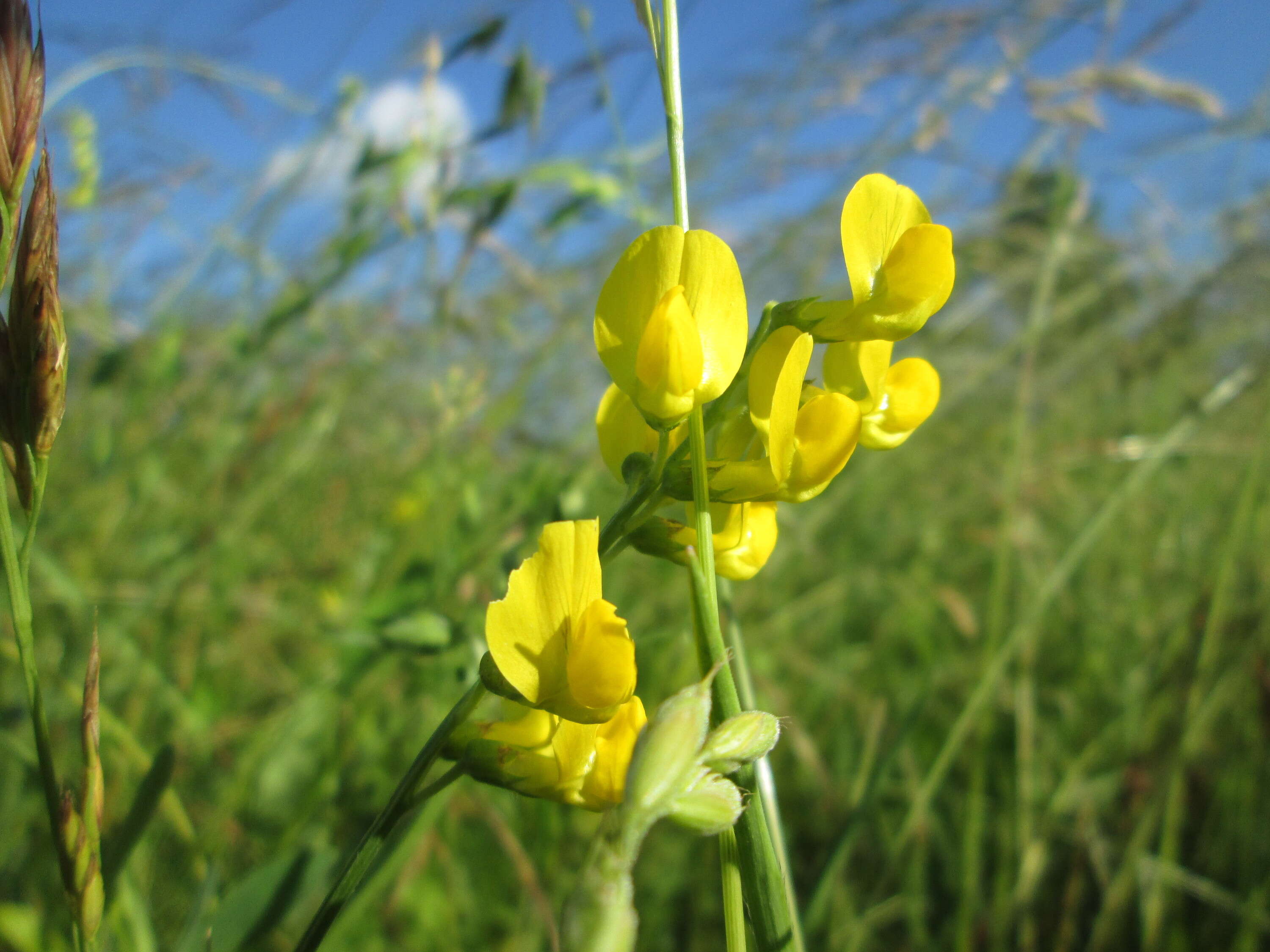Image of meadow pea