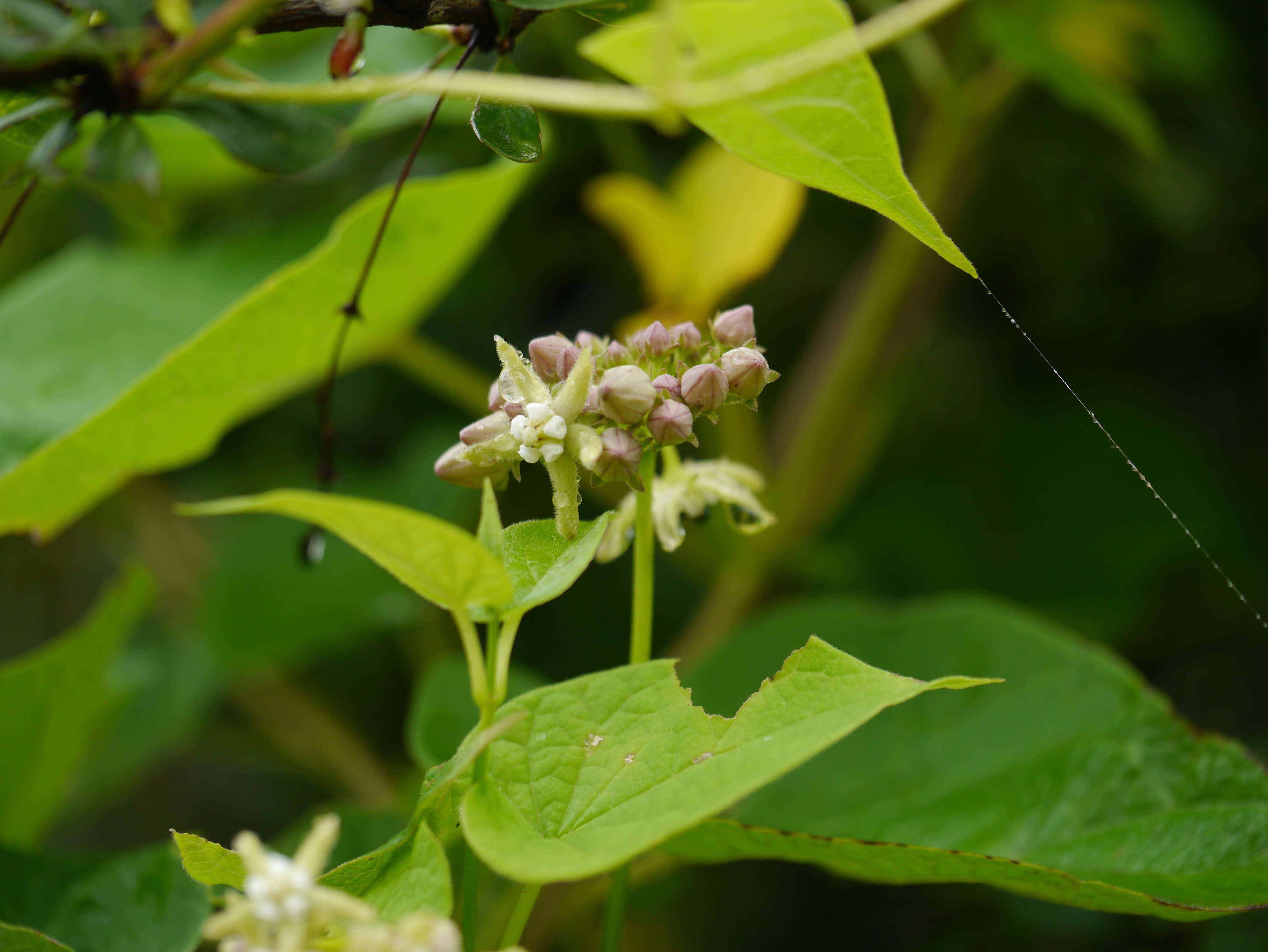 Imagem de Cynanchum auriculatum Royle ex Wight