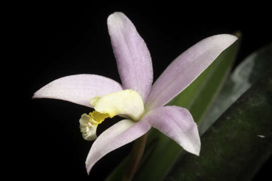 Image of Cattleya reginae (Pabst) Van den Berg