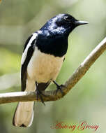 Image of Oriental Magpie Robin