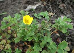 Image of Sibbaldia parviflora Willd.