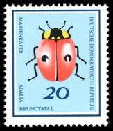 Adalia bipunctata (Linnaeus 1758) resmi