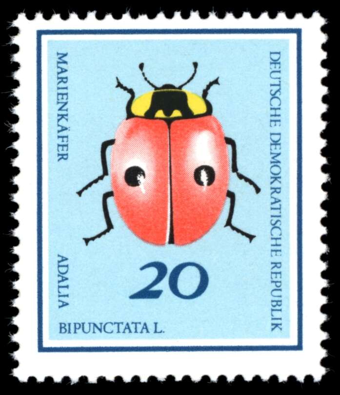 Adalia bipunctata (Linnaeus 1758) resmi