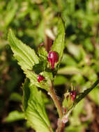 Image of Campanula punctata var. punctata