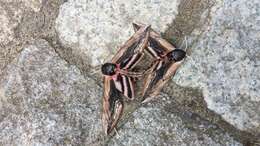 Image of privet hawk-moth