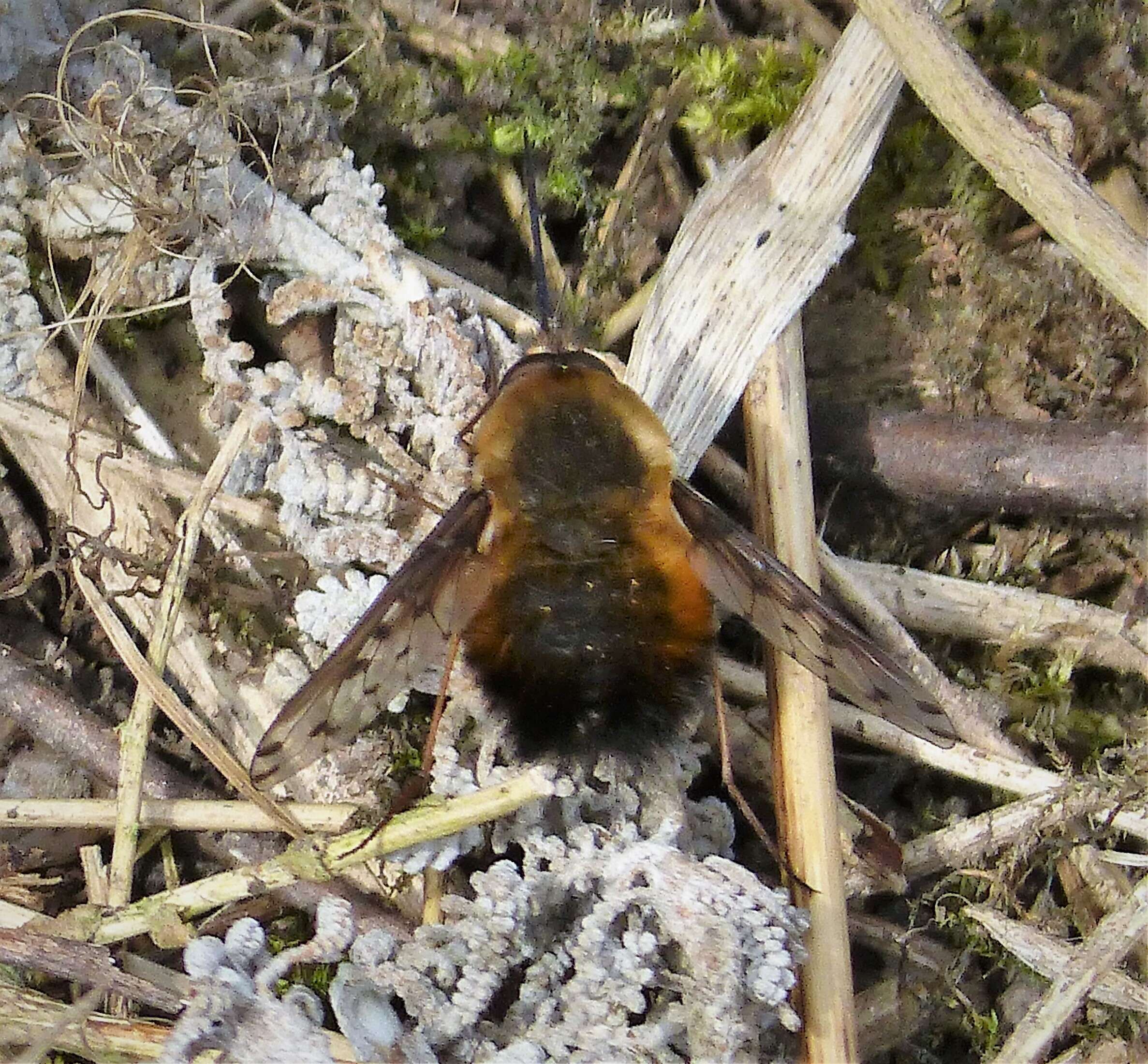 Image of Dotted bee-fly