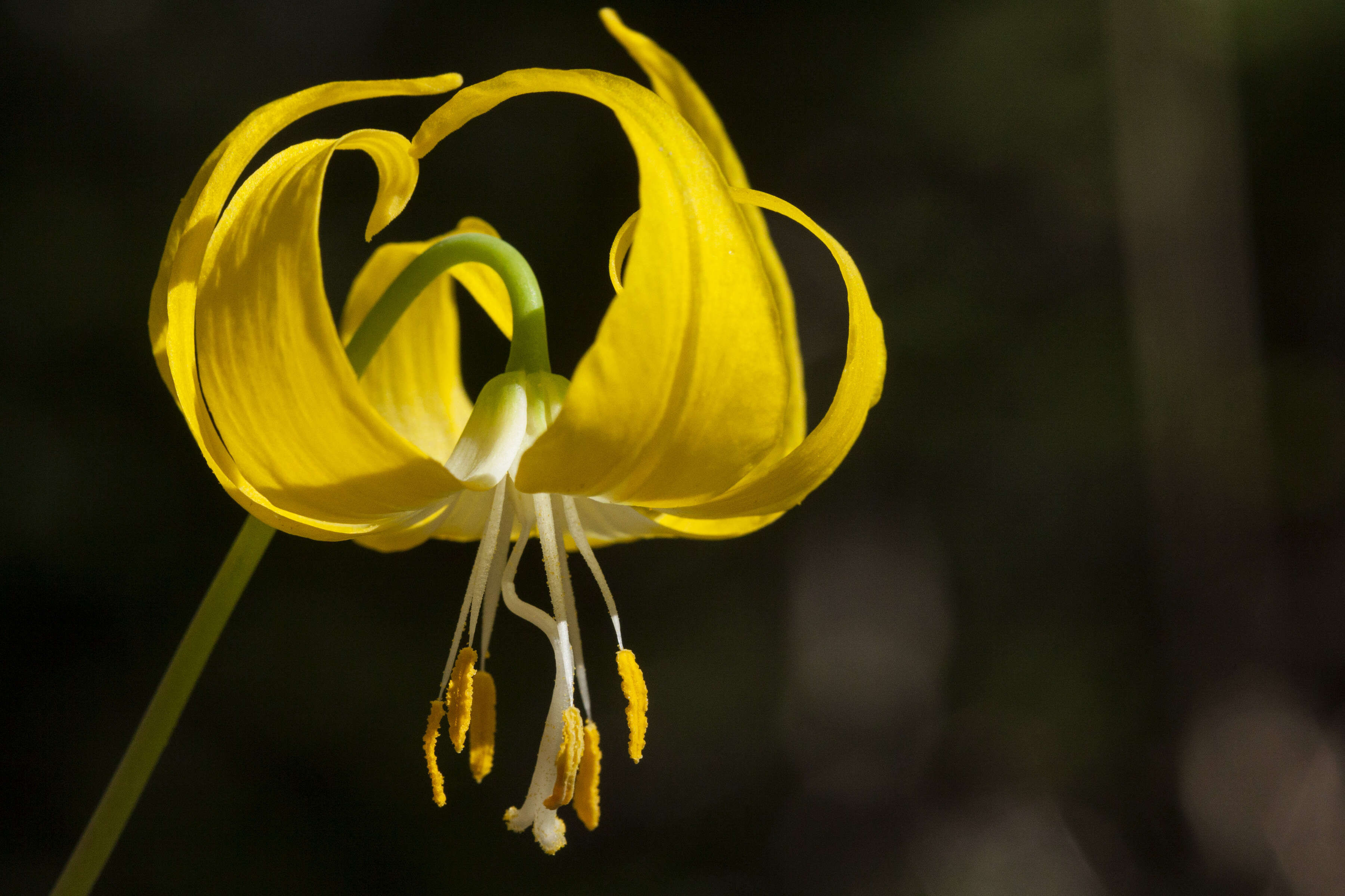 Image of Glacier Lily
