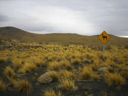 Image of Guanaco