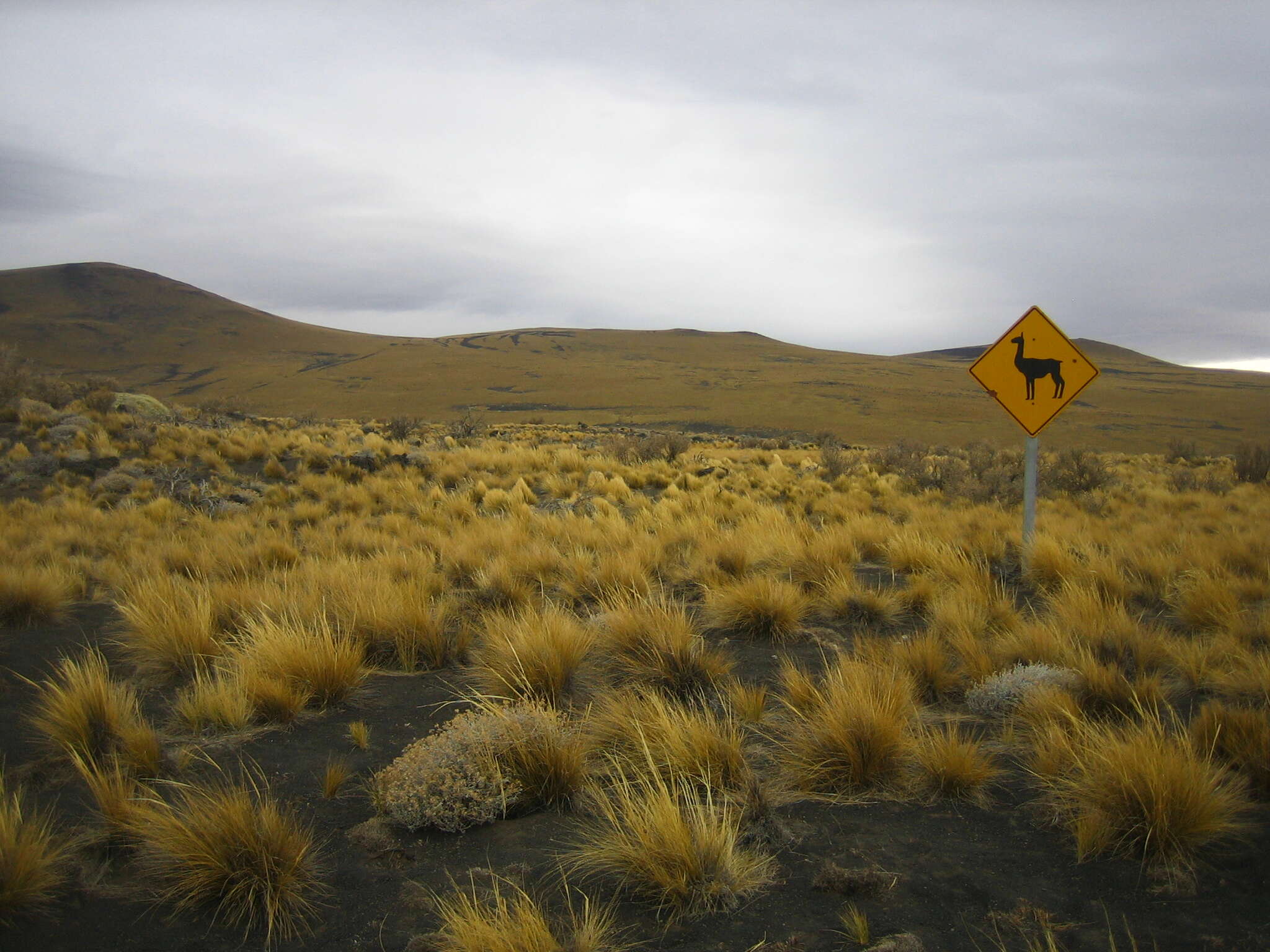 Image of Guanaco