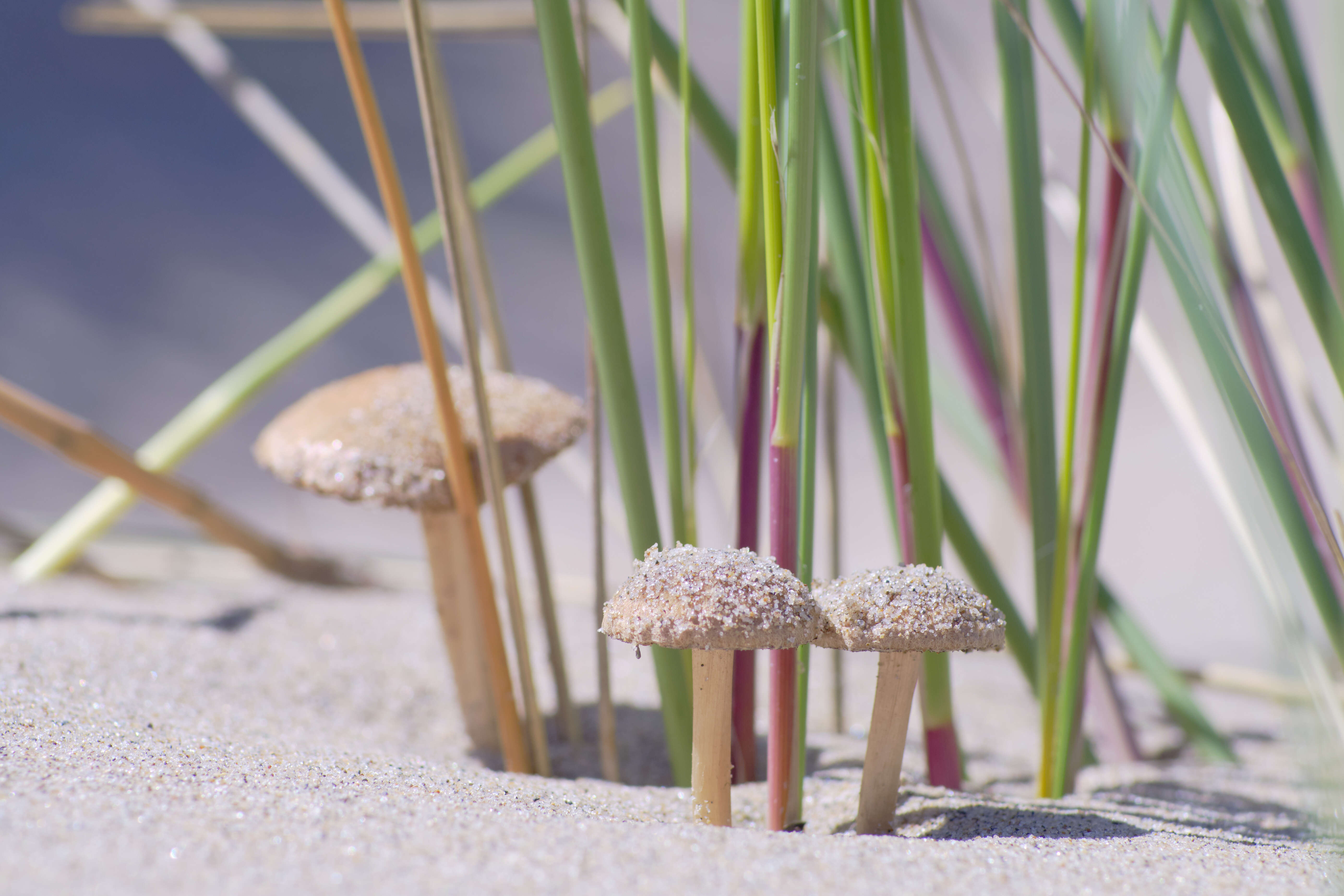 Imagem de Psathyrella ammophila (Durieu & Lév.) P. D. Orton 1960