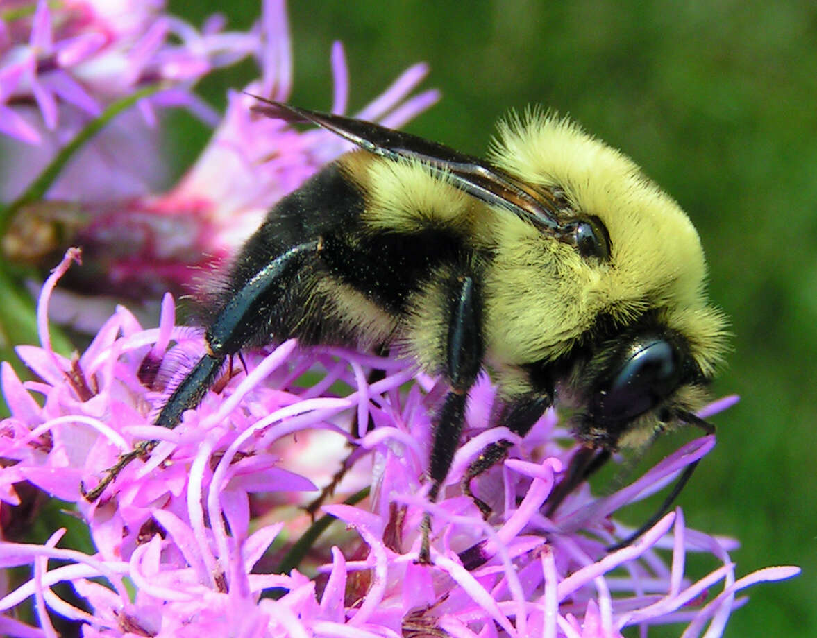 Image of Brown-belted Bumblebee