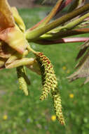 Image of shellbark hickory