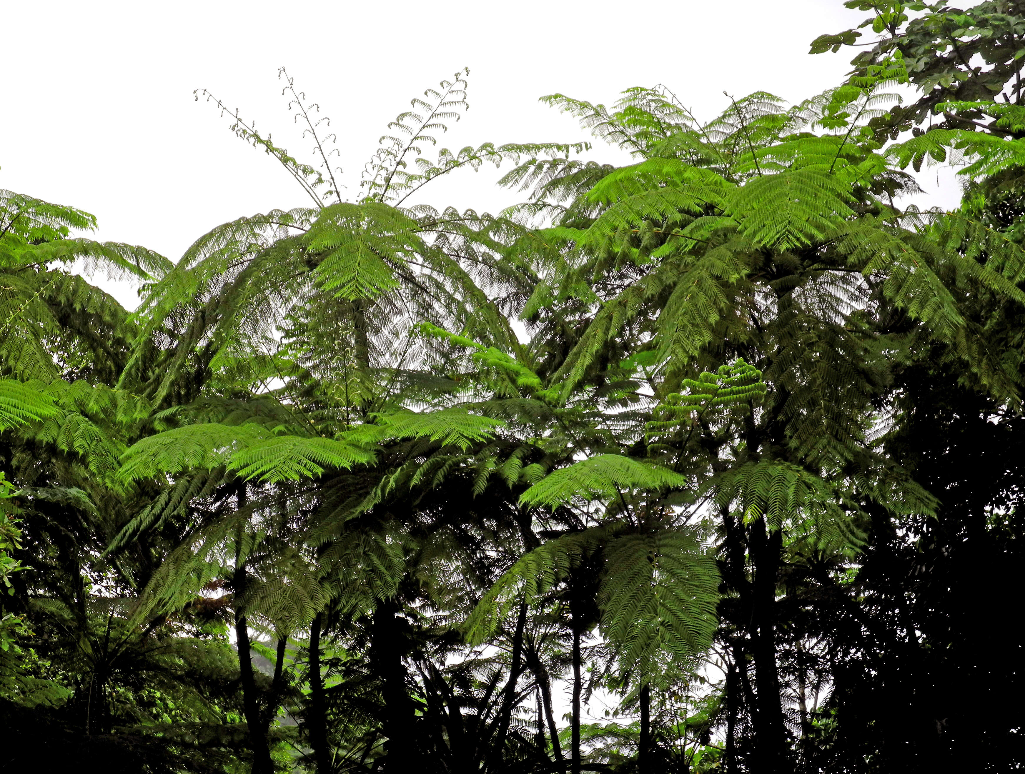 Image of West Indian treefern