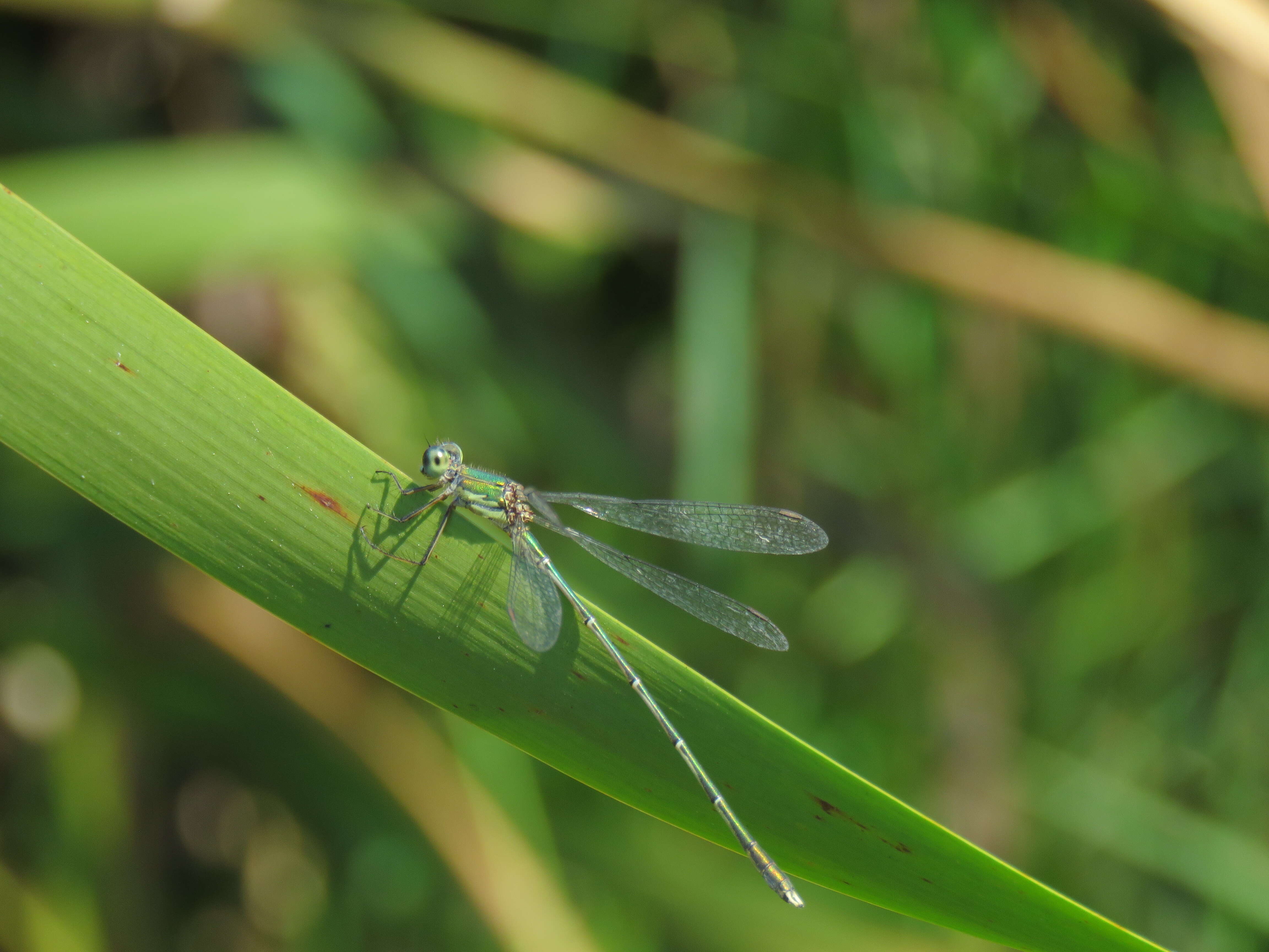 Image of Eastern Willow Spreadwing