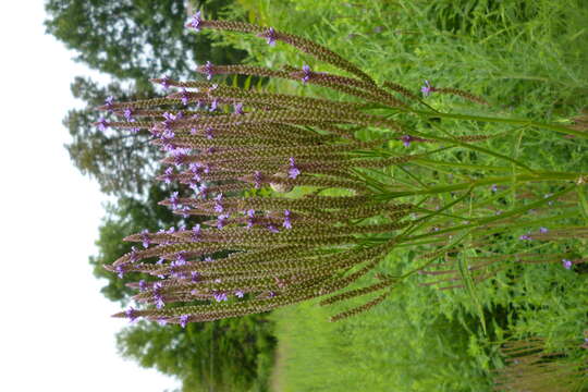 Image of swamp verbena