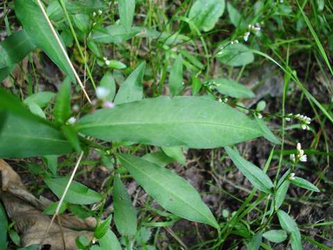 Image de Persicaria mitis (Schrank) Asenov