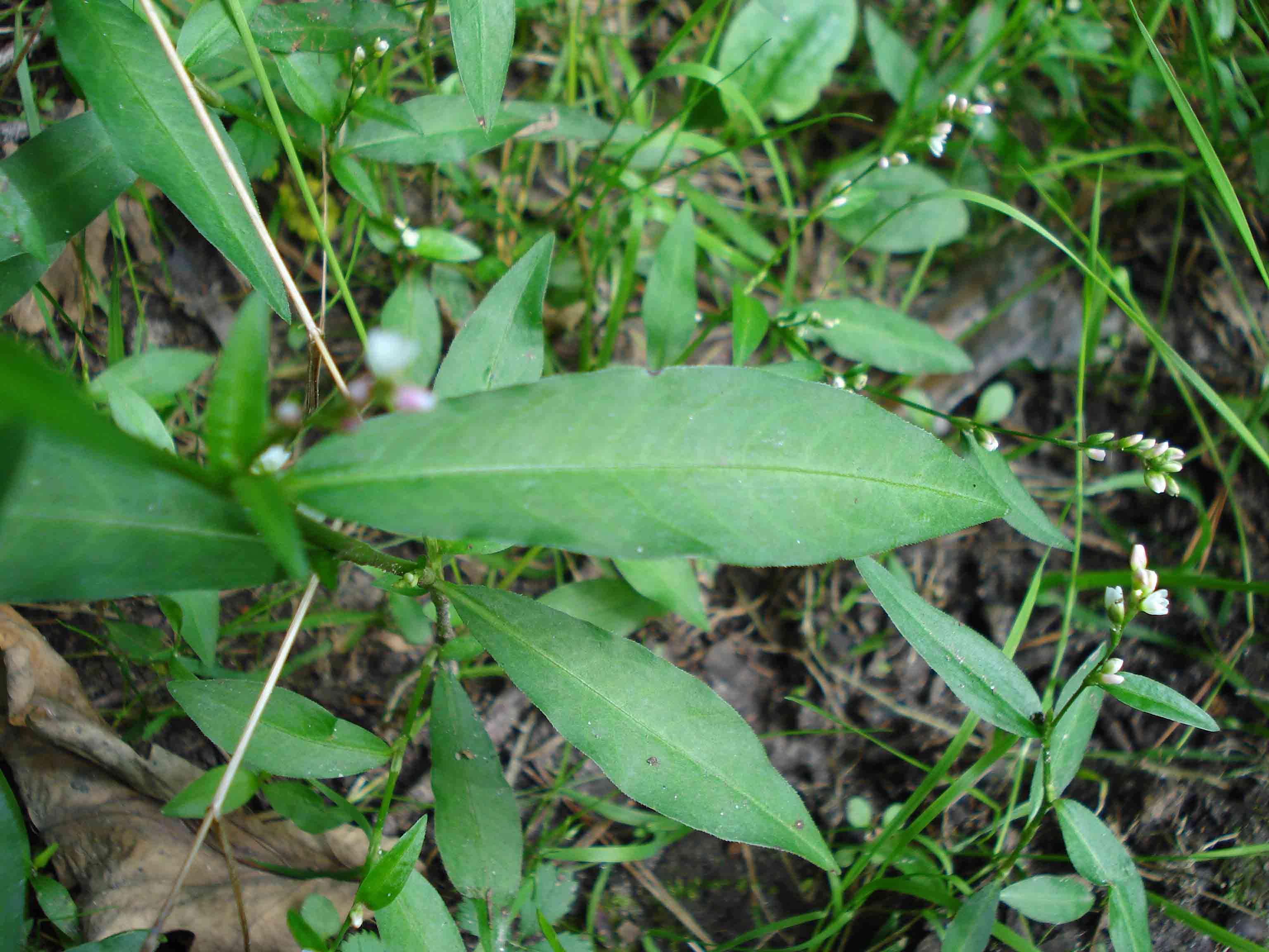 صورة Persicaria mitis (Schrank) Asenov