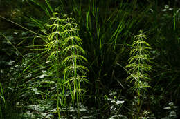 Image of Wood Horsetail