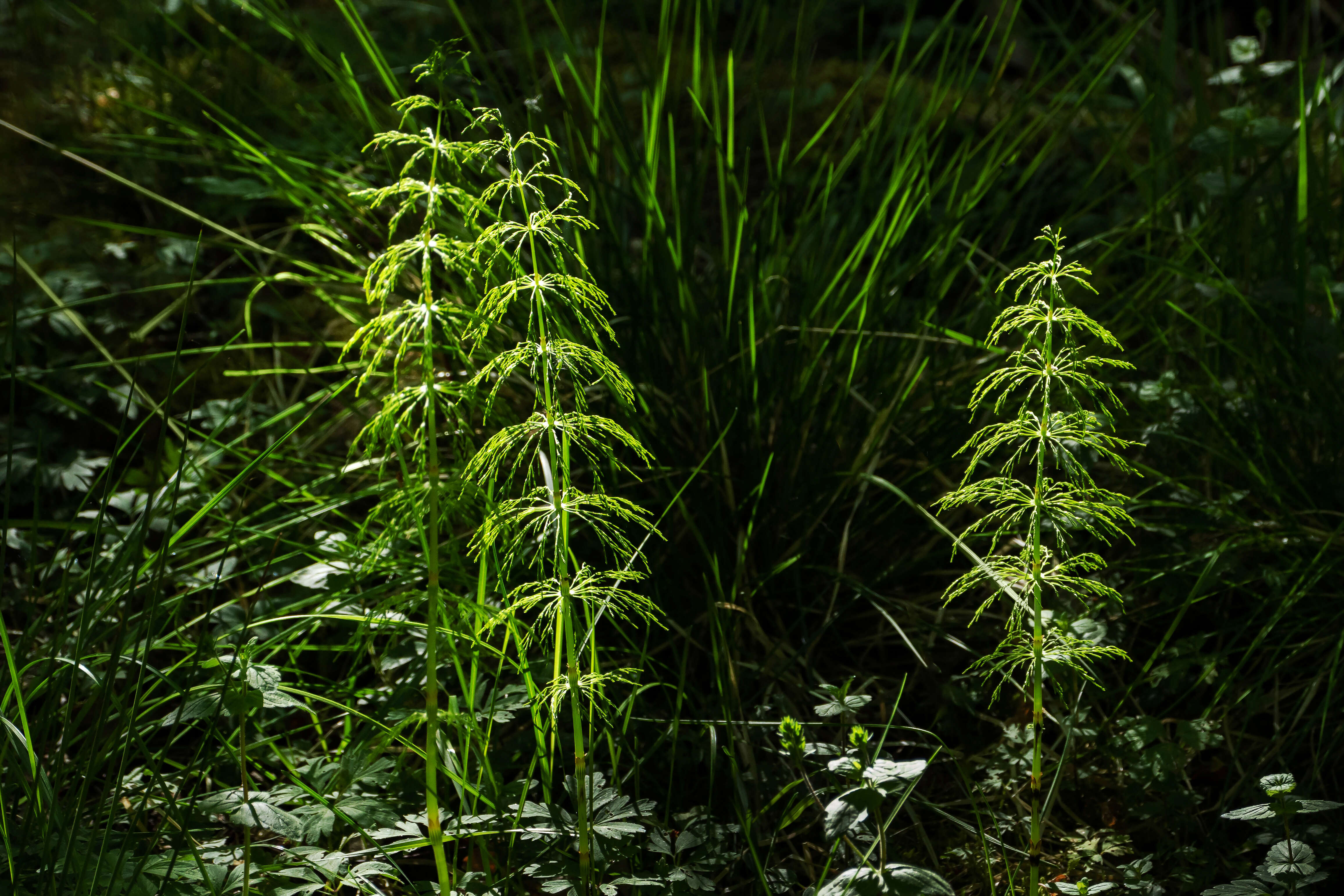 Imagem de Equisetum sylvaticum L.