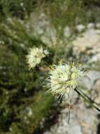 Image of Allium ericetorum Thore