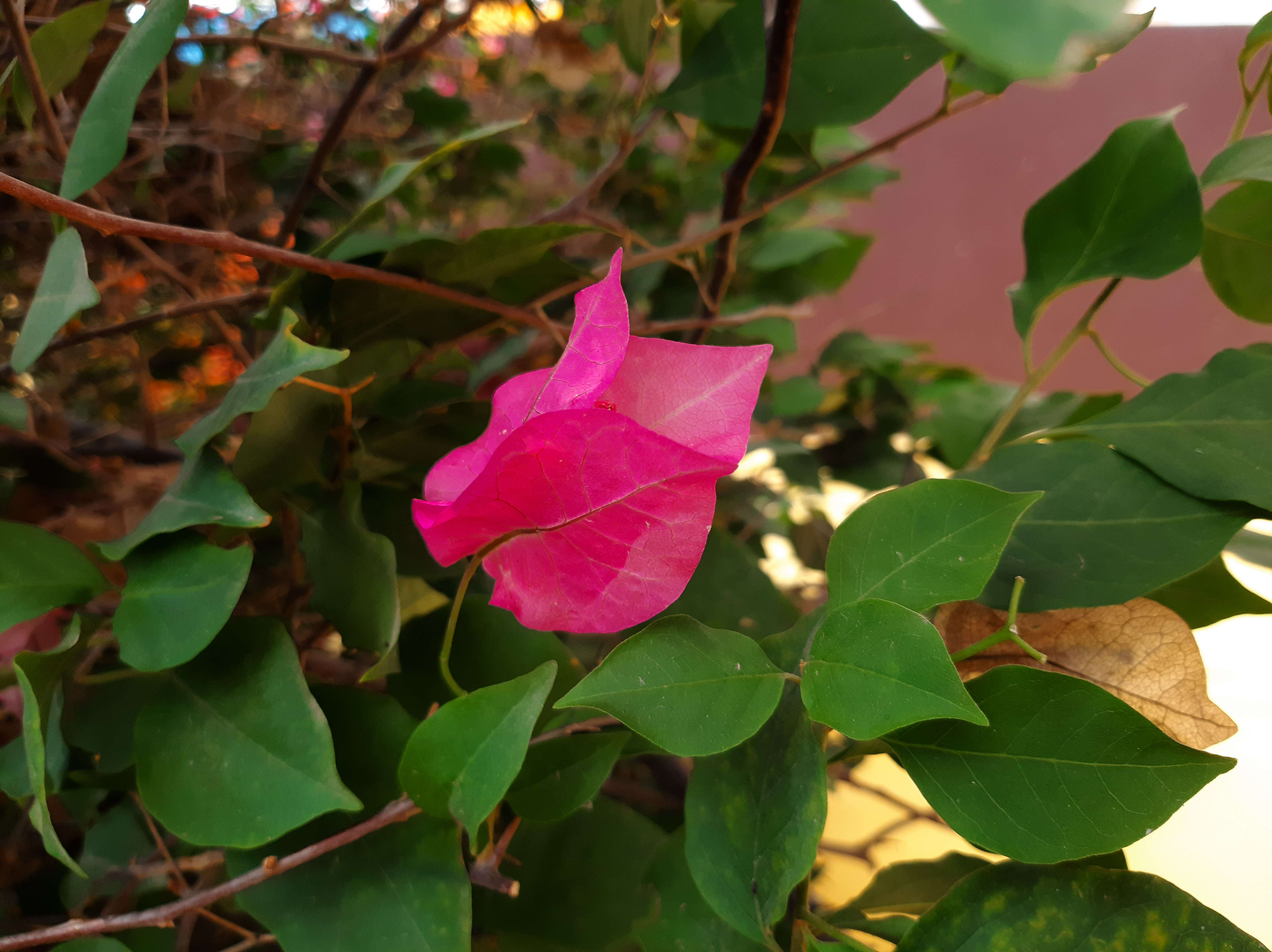 Слика од Bougainvillea glabra Choisy