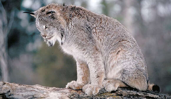 Image of American lynx