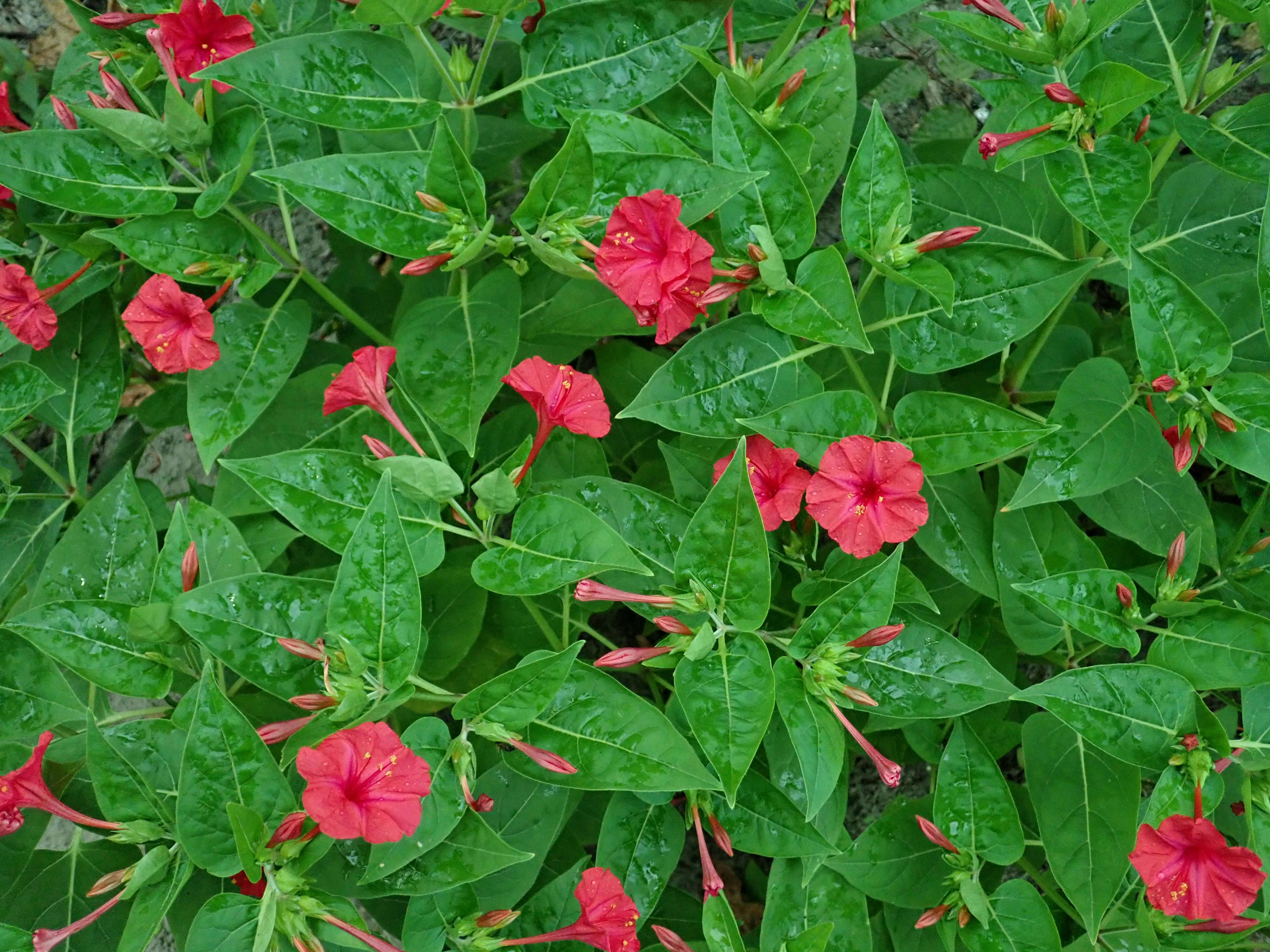 Image of Four o'Clock flower