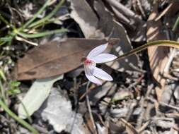 Image of Eastern tiny blue china orchid