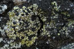 Image of catolechia lichen