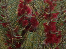 Image of Allocasuarina humilis (Otto & A. Dietr.) L. A. S. Johnson