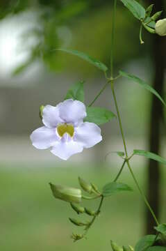 Image of Bengal clock vine