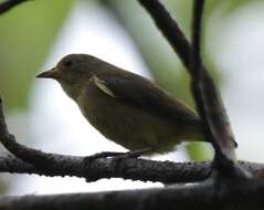 Image of Fire-breasted Flowerpecker