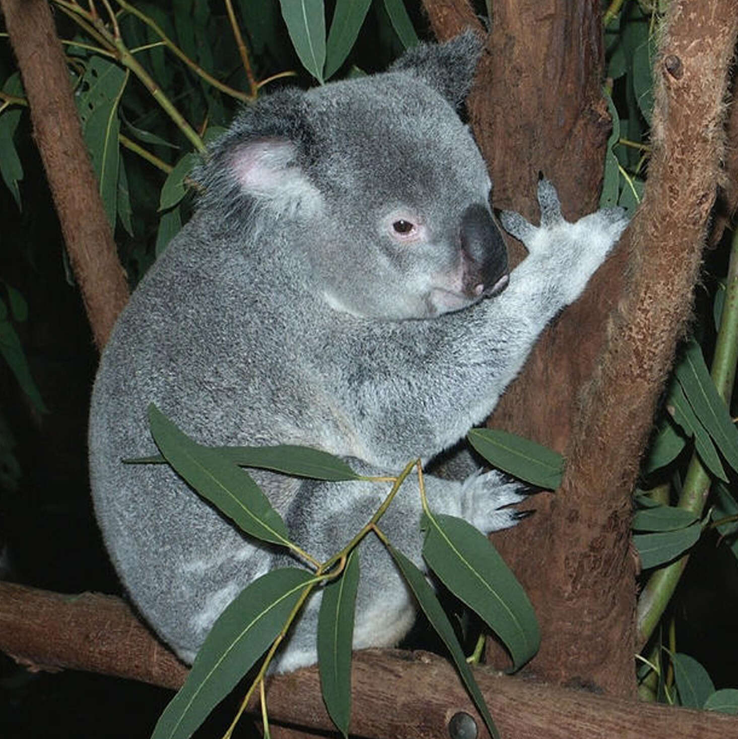 Image of koalas