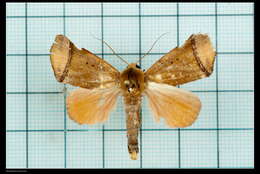 Image of Carea varipes Walker 1856