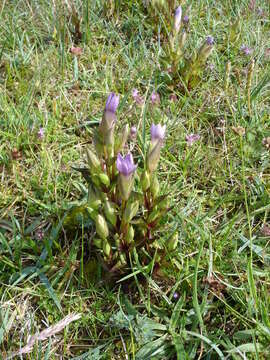 Image of dwarf gentian