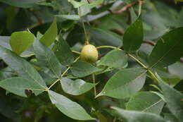 Image of black hickory