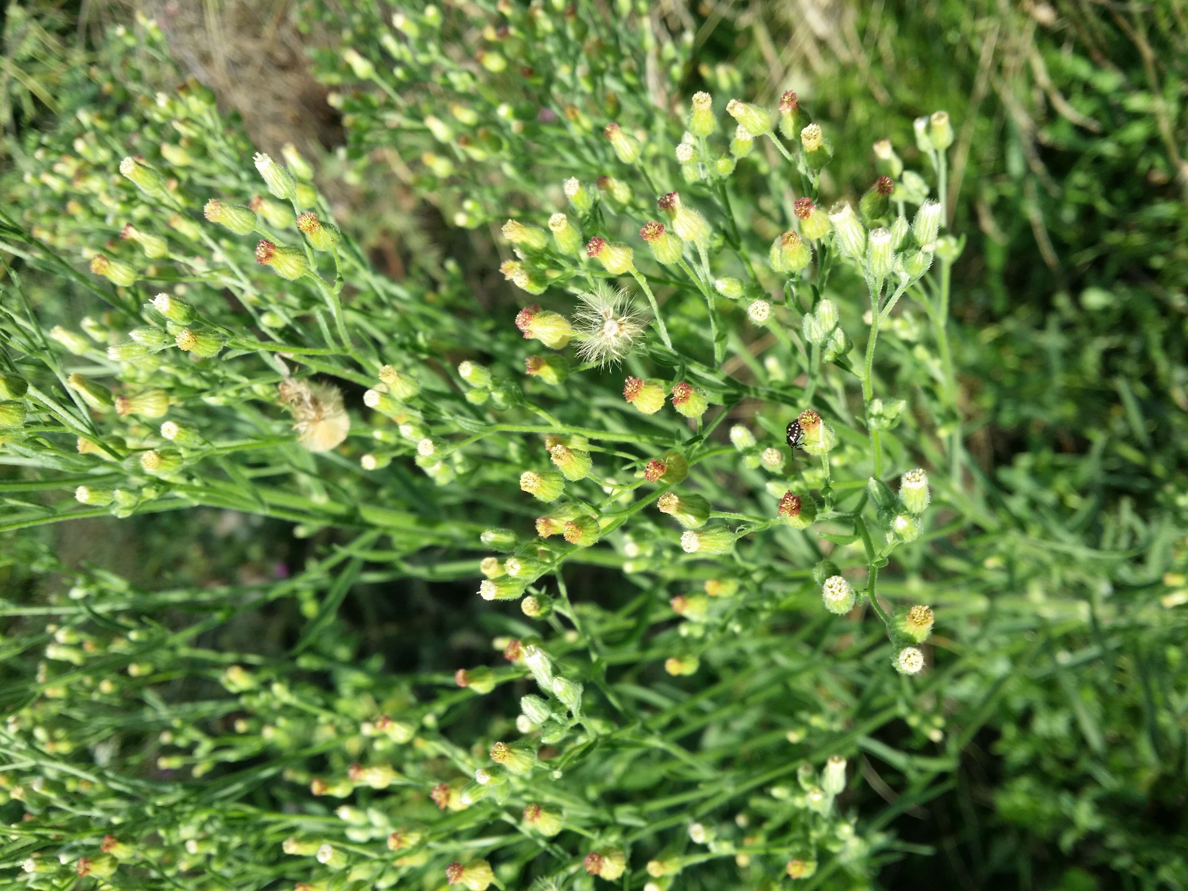 Imagem de Erigeron sumatrensis Retz.