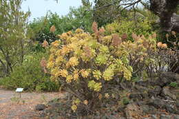 Image of Aeonium arboreum subsp. holochrysum (H. Y. Liu) Bañares