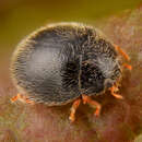 Image of Ladybird beetle