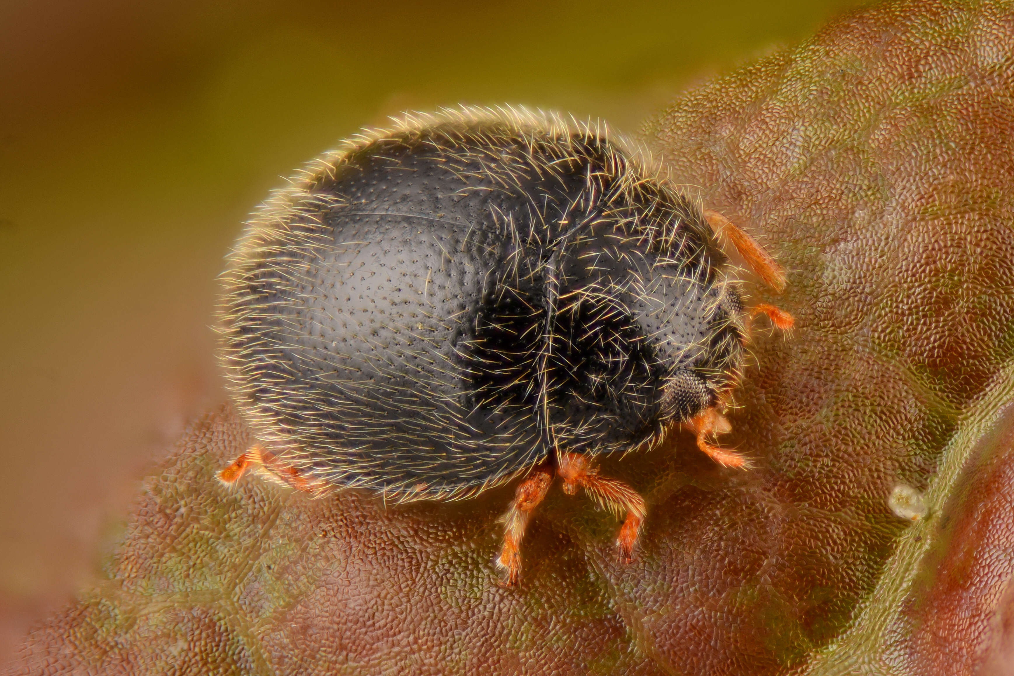 Image of Ladybird beetle