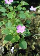 Image of Impatiens pseudoviola Gilg