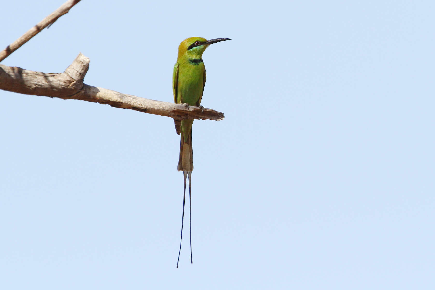 Image of Merops viridissimus